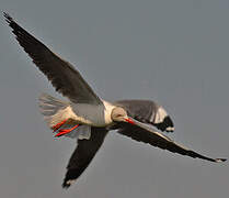 Grey-headed Gull