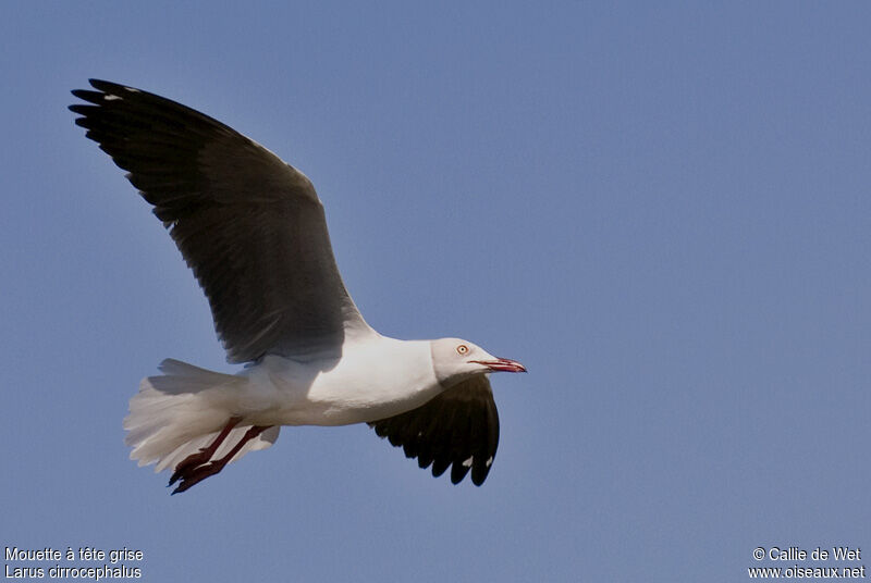 Grey-headed Gull