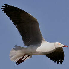 Mouette à tête grise