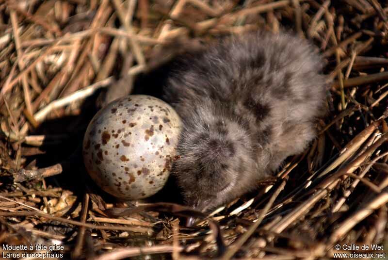 Grey-headed Gulljuvenile