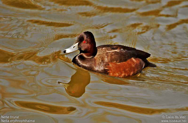 Southern Pochard male adult