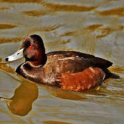 Southern Pochard