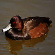 Southern Pochard