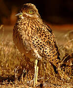 Spotted Thick-knee