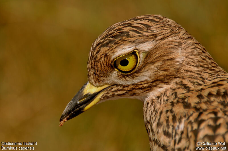 Spotted Thick-knee