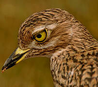 Spotted Thick-knee