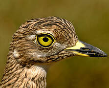 Spotted Thick-knee