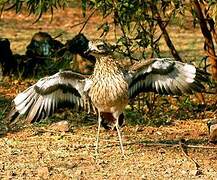 Spotted Thick-knee