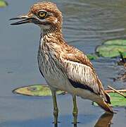 Water Thick-knee