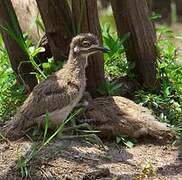 Water Thick-knee