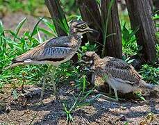 Water Thick-knee