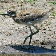 Water Thick-knee