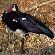 Spur-winged Goose