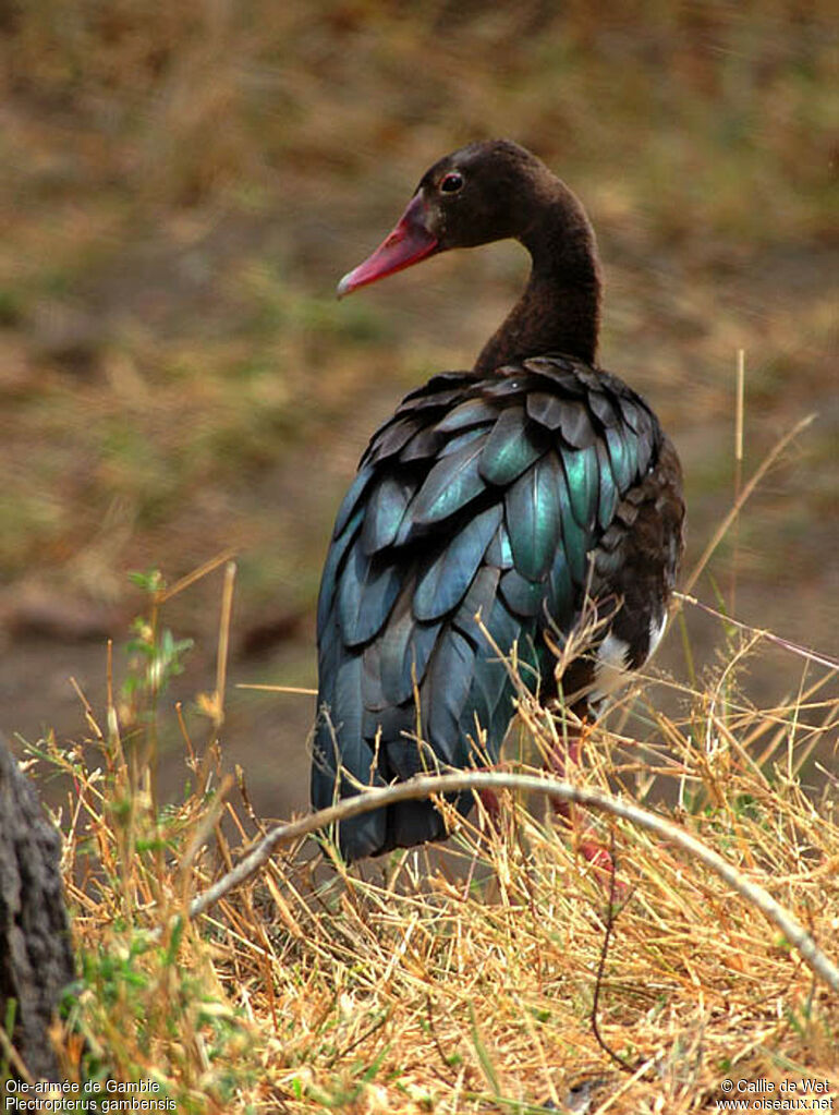 Spur-winged Goose