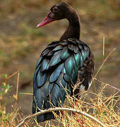 Spur-winged Goose