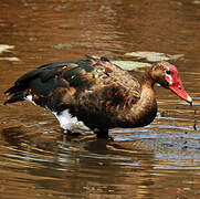 Spur-winged Goose