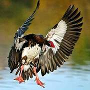 Spur-winged Goose