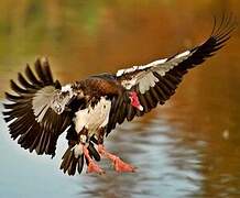 Spur-winged Goose