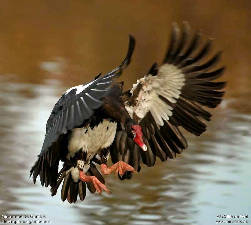 Spur-winged Gooseadult