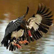 Spur-winged Goose