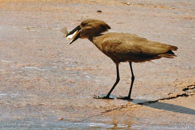 Hamerkop