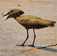 Hamerkop