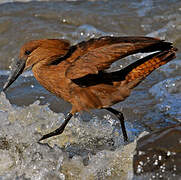 Hamerkop