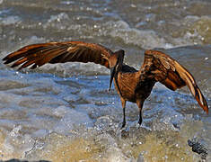 Hamerkop