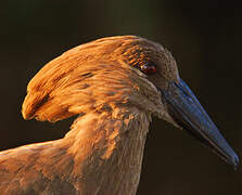 Hamerkop