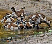 Egyptian Goose