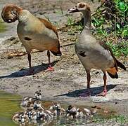 Egyptian Goose