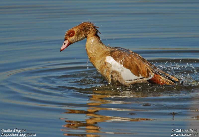 Egyptian Gooseadult