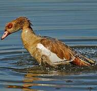 Egyptian Goose