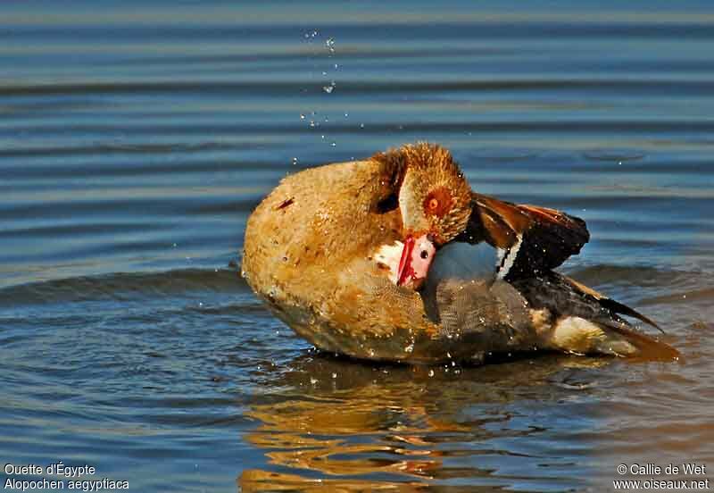 Egyptian Gooseadult