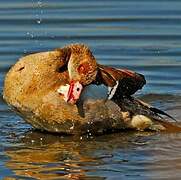 Egyptian Goose