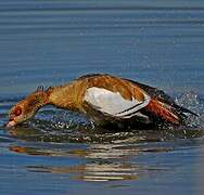 Egyptian Goose