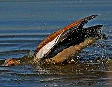 Egyptian Goose