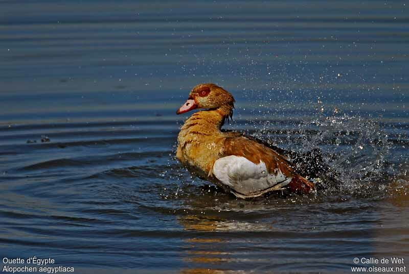 Egyptian Gooseadult