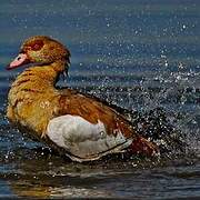 Egyptian Goose