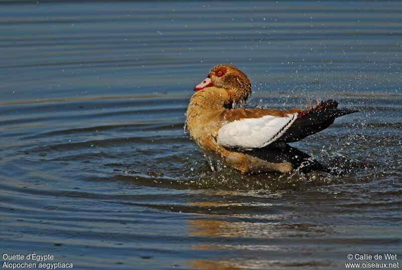 Egyptian Gooseadult