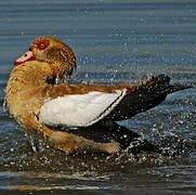 Egyptian Goose