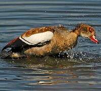 Egyptian Goose