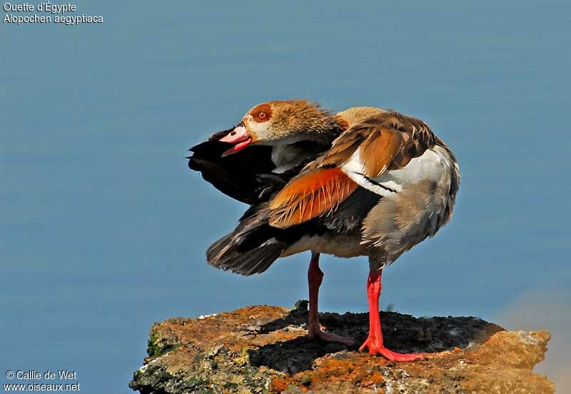 Egyptian Gooseadult