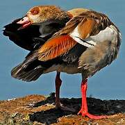 Egyptian Goose