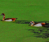 Egyptian Goose