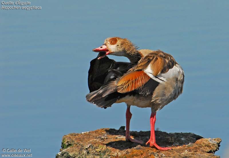 Egyptian Gooseadult