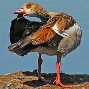 Egyptian Goose