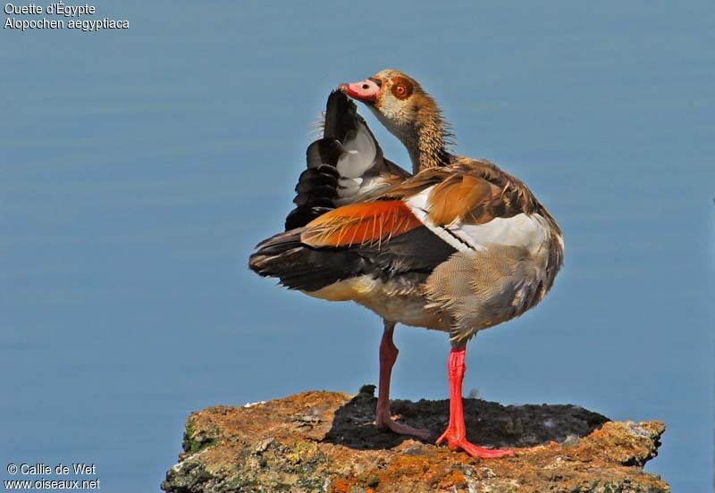 Egyptian Gooseadult