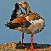 Egyptian Goose