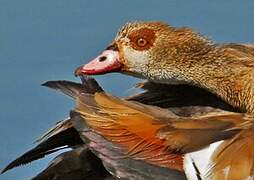 Egyptian Goose